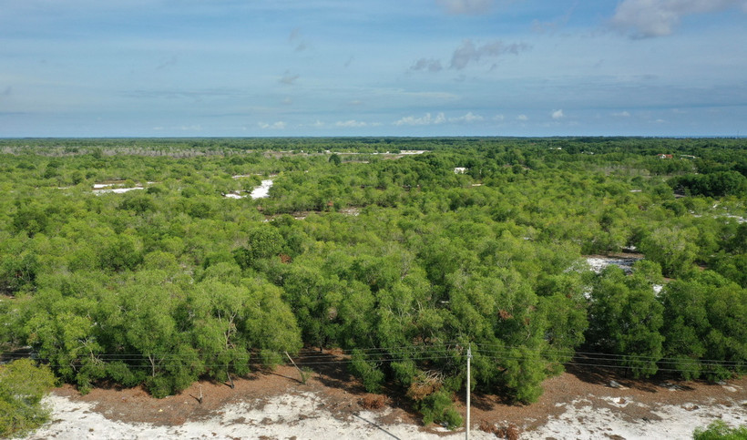 Rừng trồng trên cát ở các xã ven biển huyện Triệu Phong. (Ảnh: Hồ Cầu/TTXVN)