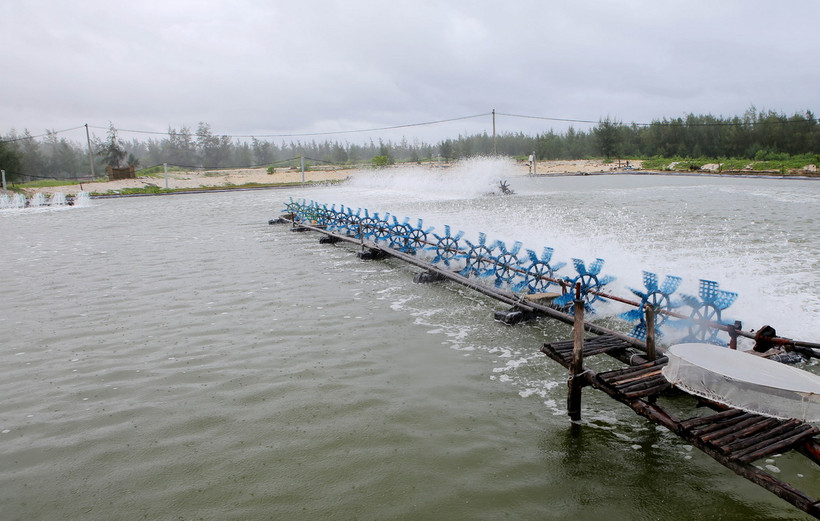 Nuôi tôm công nghiệp. (Ảnh: Hồ Cầu/TTXVN)