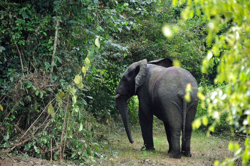 Một con voi tại công viên quốc gia Azagny, miền nam Côte d'Ivoire, ngày 23/1/2014. (Ảnh: AFP/TTXVN) 