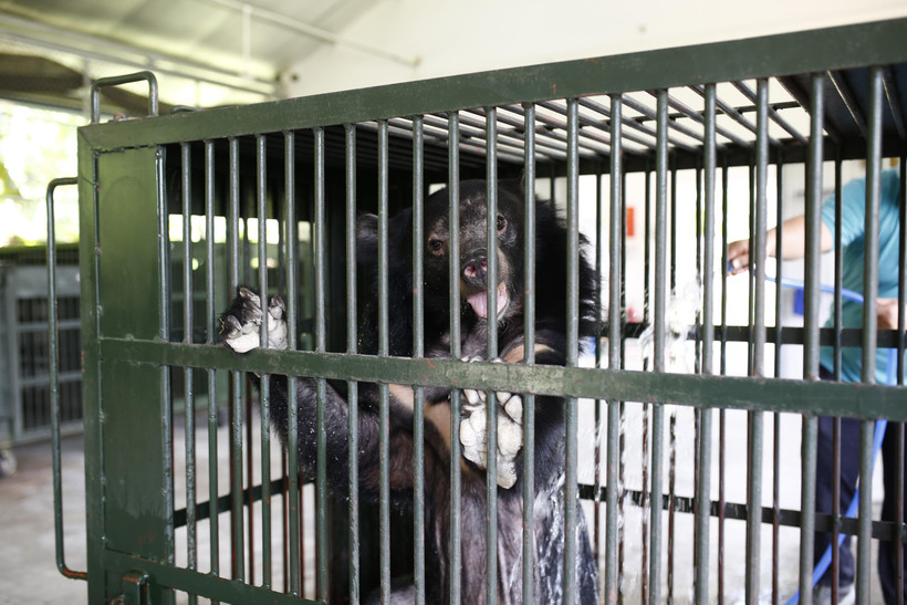 Một cá thể gấu được chuyển giao về Cơ sở bảo tồn gấu Ninh Bình. (Ảnh minh họa: Minh Đức/TTXVN)