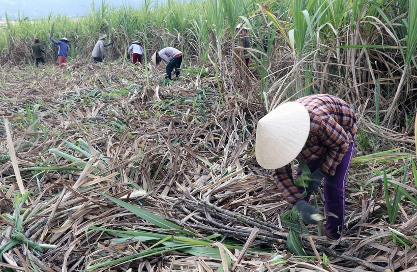  Nhiều diện tích mía ở Phú Yên đang bị thu hẹp. (Ảnh: Thế Lập/TTXVN)