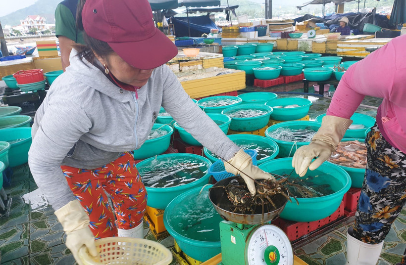 Giá tôm hùm đã tăng trở lại tại Khánh Hòa. (Ảnh: Nguyễn Dũng/TTXVN)