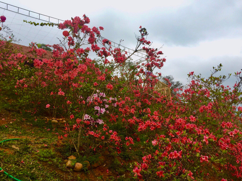 Hoa Đỗ quyên đỏ rực rỡ. (Ảnh: Vietnam+)