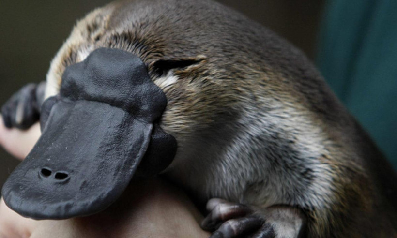 Một con thú mỏ vịt đực trưởng thành tên là Millsom tại khu bảo tồn động vật ở Melbourne ngày 8/5/2008. (Nguồn: Reuters)