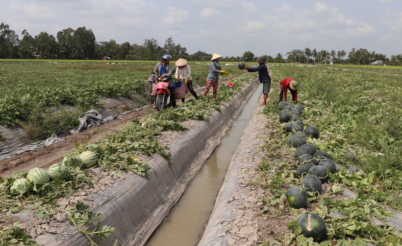 Nông dân huyện Vị Thủy thu hoạch dưa hấu phục vụ Tết Nguyên đán 2024. (Ảnh: Hồng Thái/TTXVN)