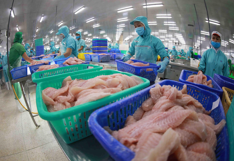 Chế biến cá tra xuất khẩu. (Ảnh: Vũ Sinh/TTXVN)