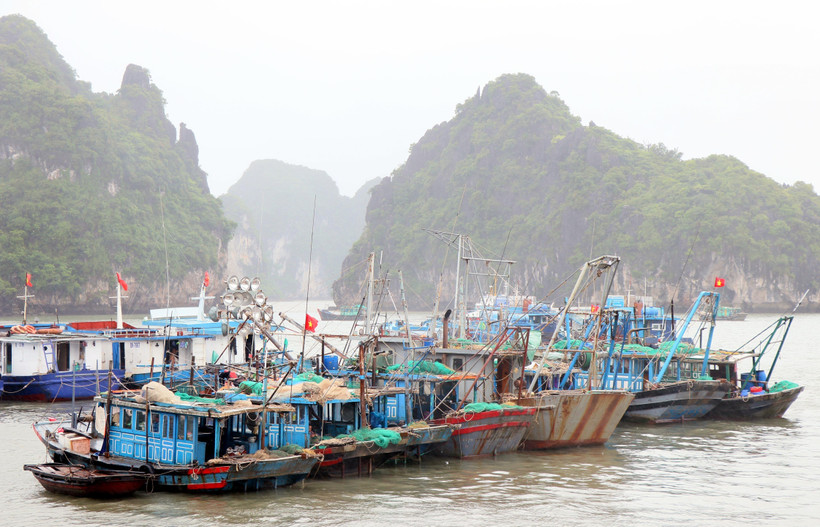 (Ảnh minh họa: Văn Đức/TTXVN)