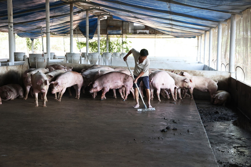 Vệ sinh chuồng trại chăn nuôi heo ở huyện Trảng Bom, tỉnh Đồng Nai. (Ảnh: Hồng Đạt/ TTXVN)