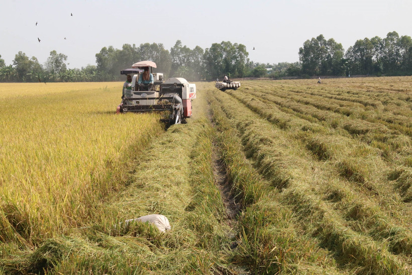 Thu hoạch lúa Đông Xuân ở Hợp tác xã nông nghiệp Mỹ Thành Nam, tỉnh Tiền Giang. (Ảnh: Minh Trí/ TTXVN)