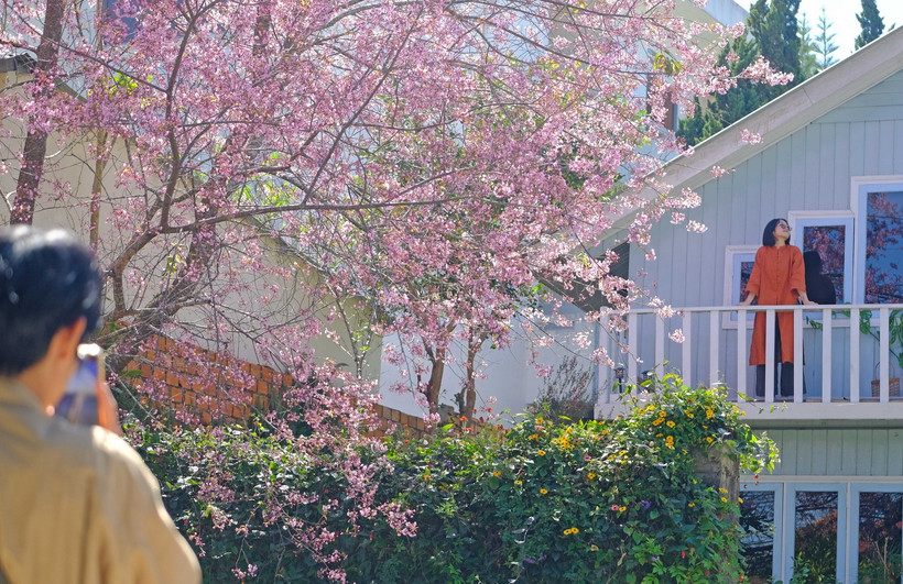 Mai anh đào bừng nở tại Đà Lạt. (Ảnh: Nguyễn Dũng – TTXVN)