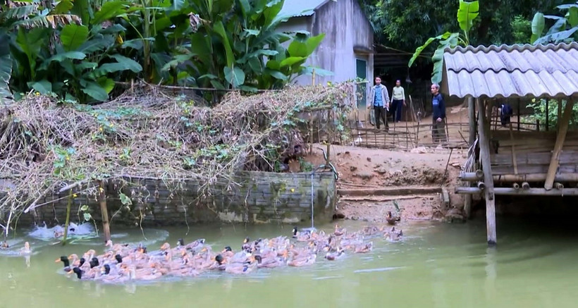 Đàn vịt Cổ Lũng của hộ dân huyện miền núi Bá Thước (Thanh Hóa). (Ảnh: Nguyễn Nam/TTXVN)