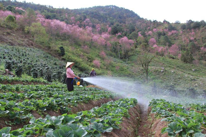 Ảnh minh họa. (Ảnh: Đặng Tuấn/TTXVN)