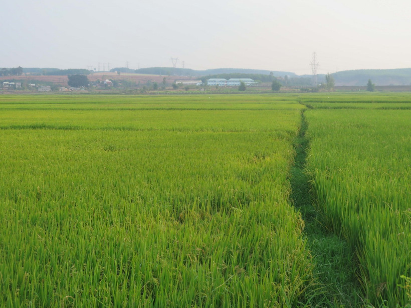 Cánh đồng lúa tại xã Đoàn Kết, thành phố Kon Tum đã bước vào thời kỳ chín sáp, không cần quá nhiều nước. (Ảnh: Dư Toán/TTXVN)