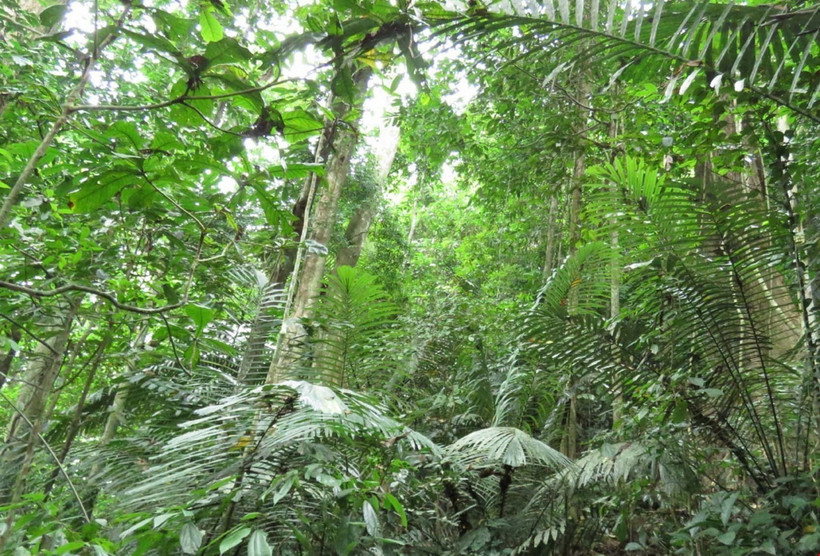 (Ảnh minh họa: Nguyễn Nam/TTXVN)