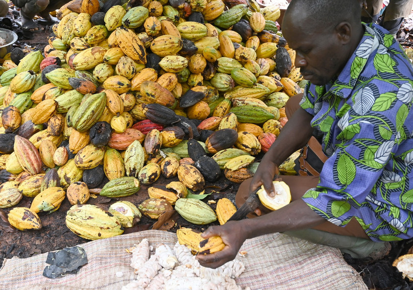 Nông dân thu hoạch ca cao tại Sinfra, Côte d'Ivoire. (Ảnh: AFP/TTXVN)