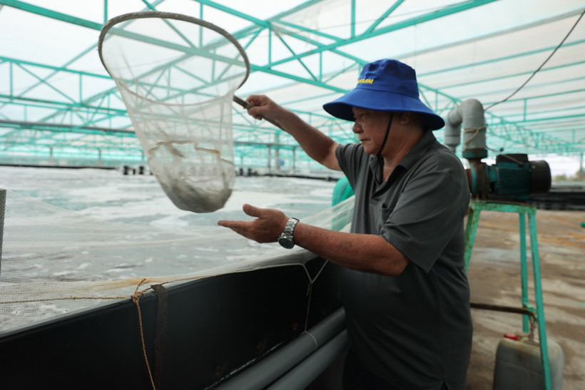 Ông Nguyễn Kim Chuyên, Giám đốc Hợp tác xã nông nghiệp Quyết Thắng, thành phố Bà Rịa, kiểm tra tôm nuôi trong nhà màng. Nhờ nuôi tôm công nghệ cao, hợp tác xã đã giảm thiểu được rủi ro trong quá trình nuôi. (Ảnh: Hoàng Nhị/TTXVN)