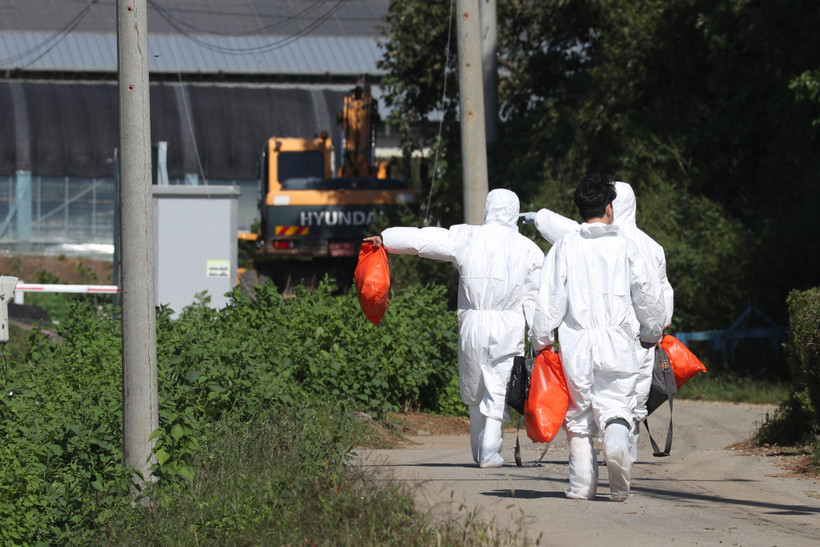 Nhân viên kiểm dịch kiểm tra một trang trại lợn ở Yeoncheon, cách thủ đô Seoul, Hàn Quốc, khoảng 62 km ngày 18/9. (Ảnh: YONHAP/TTXVN)