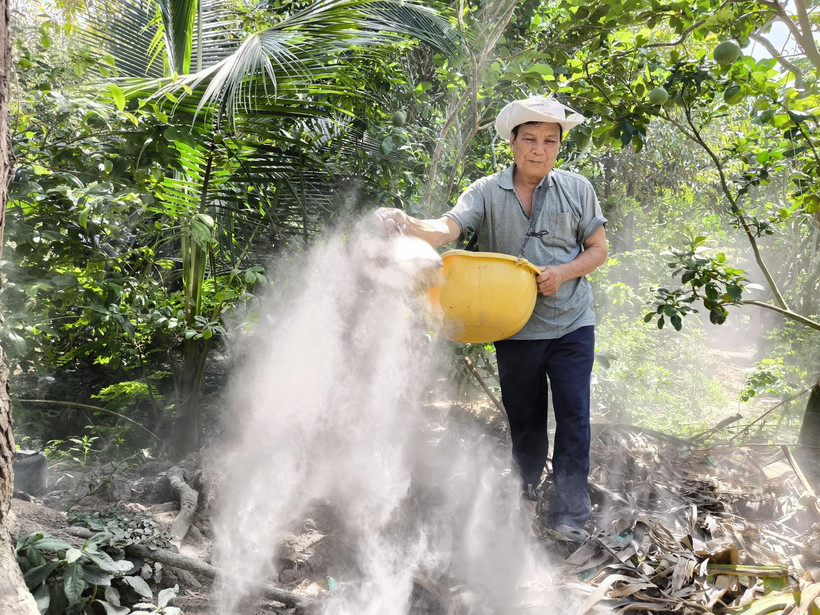 Ông Lê Văn Mãnh, xã Hưng Khánh Trung B, huyện Chợ Lách, Bến Tre bón phân hữu cơ giúp cây phục hồi bộ rễ sau hạn, mặn. (Ảnh: Huỳnh Phúc Hậu/TTXVN)