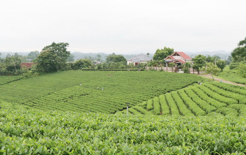 ùng sản xuất chè an toàn gắn với du lịch cộng đồng tại xóm Cầu Đá, xã nông thôn mới Hoàng Nông, huyện Đại Từ, tỉnh Thái Nguyên. (Ảnh: Hoàng Nguyên/TTXVN)