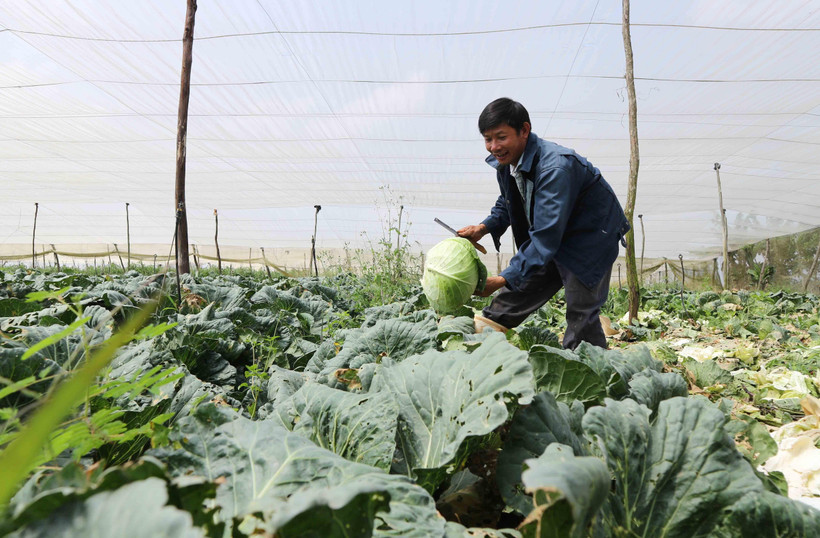 Một nhà vườn thu hoạch bắp cải. (Ảnh: Nguyễn Dũng/TTXVN)