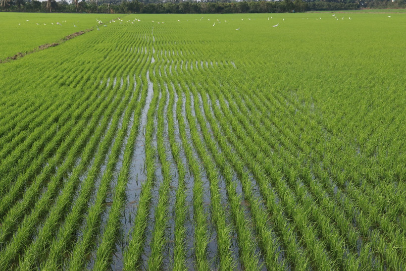 Khu vực cấp mã vùng trồng lúa ở xã Mỹ Đông, huyện Tháp Mười (Đồng Tháp). (Ảnh: Nguyễn Văn Trí/TTXVN)