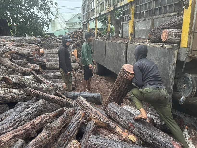 Lực lượng chức năng kiểm đếm khối lượng gỗ vận chuyển trái phép tại xã biên giới Ia Mơ, Gia Lai. (Ảnh: Hoài Nam/TTXVN)