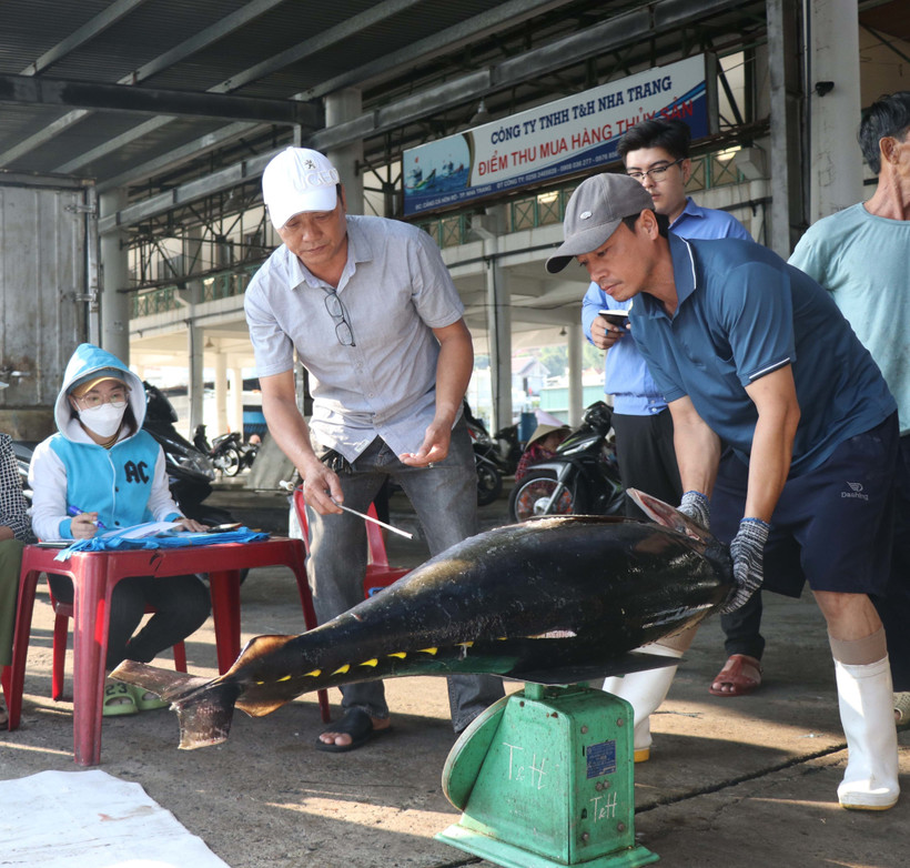 Thương lái thu mua cá tại Cảng Hòn Rớ. (Ảnh: Đặng Tuấn/TTXVN)