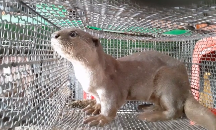 Cá thể rái cá thuộc nhóm 1B bị giam nhốt trong lồng sắt được chủ gian hàng Yên Tâm ở chợ nông sản trá hình Thạnh Hóa, tỉnh Long An rao bán trái phép trong năm 2020 với giá 10 triệu đồng. (Ảnh: Hùng Võ/Vietnam+)