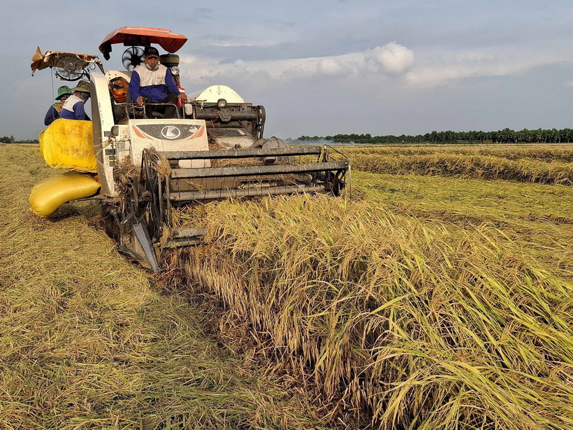 Thu hoạch lúa OM 18 tại đồng ruộng xã Tân Mỹ, huyện Thanh Bình (Đồng Tháp). (Ảnh: Nguyễn Văn Trí/TTXVN)
