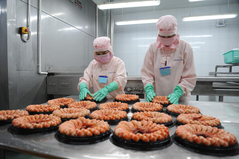 Chế biến tôm xuất khẩu. (Ảnh: Thế Anh/TTXVN)