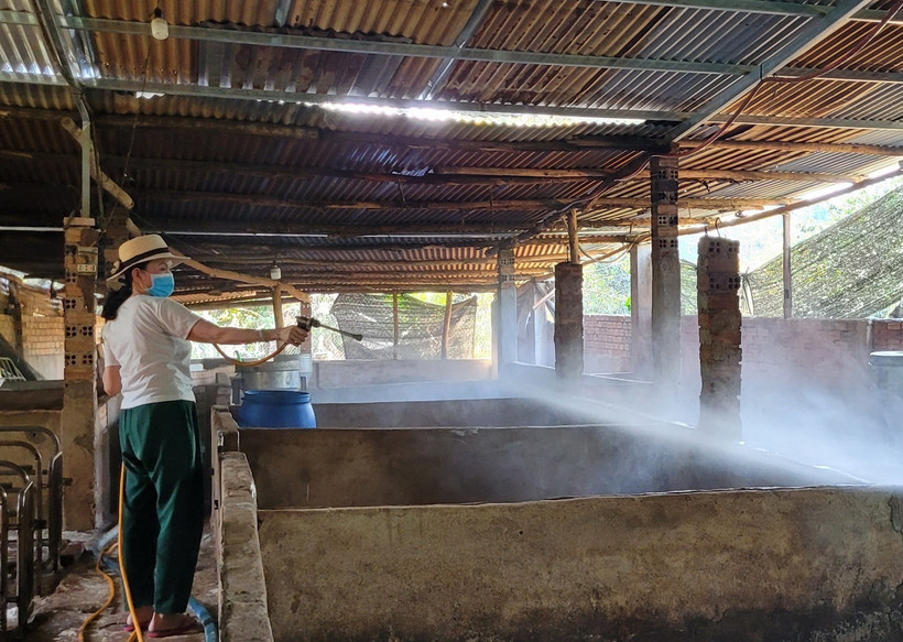 Phun xịt chuồng trại để diệt mầm bệnh dịch tả lợn Châu Phi. (Ảnh: Hoàng Nhị/TTXVN)