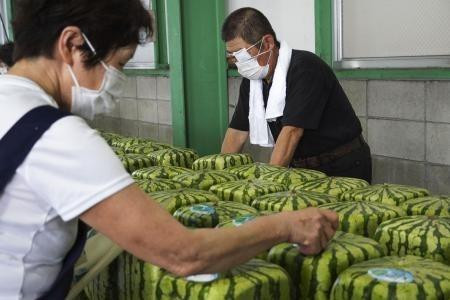 Dưa hấu vuông được kiểm tra cẩn thận trước khi vận chuyển tại thành phố Zentsuji, Nhật Bản ngày 30/6/2021. (Ảnh: Kyodo/TTXVN)