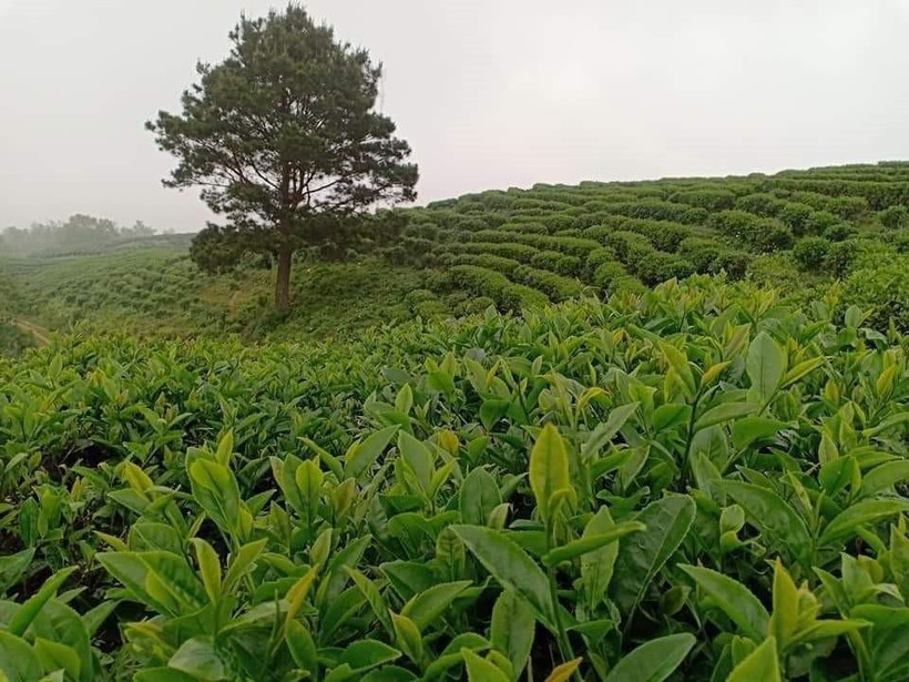 Nhờ áp dụng công nghệ cao, trang trại trồng chè của Công ty TNHH Kolia (Cao Bằng) cho chất lượng và hiệu quả cao. (Ảnh: TTXVN phát)