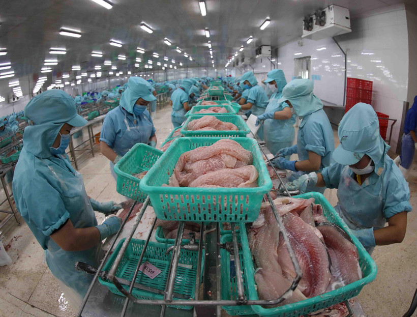 Dây chuyền chế biến cá tra phi lê xuất khẩu tại nhà máy của Công ty CP đầu tư phát triển đa quốc gia. (Ảnh: Vũ Sinh/TTXVN)