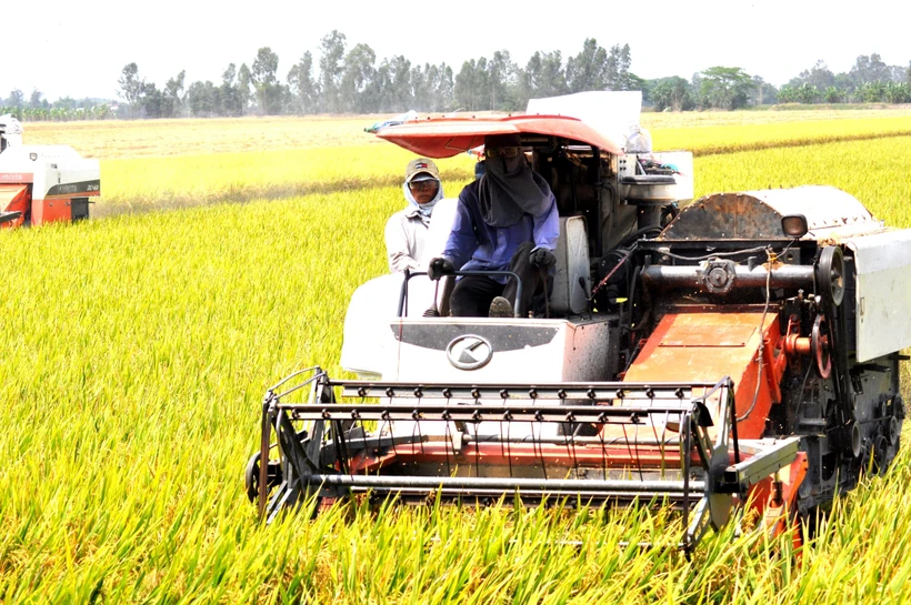 Đến nay, diện tích lúa cả năm ước đạt 7,12 triệu ha đã tăng 10,1 nghìn ha so với năm 2022. (Ảnh: Vietnam+)