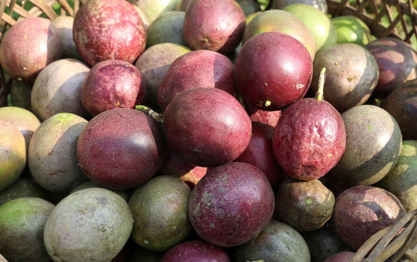 Quả chanh dây Việt Nam. (Ảnh: Quốc Khánh/TTXVN)