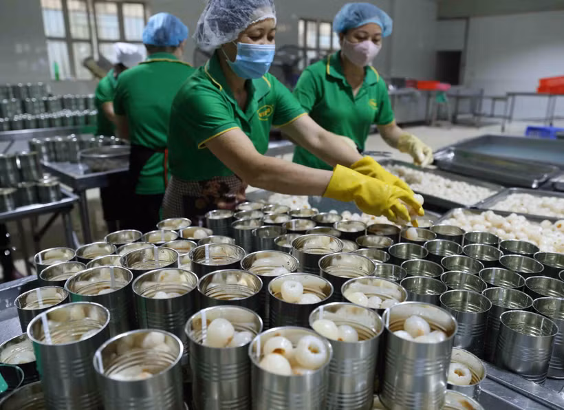 Chiến biến vải thiều tươi xuất khẩu tại Công ty CP Xuất nhập khẩu Vifoco. (Ảnh: Vũ Sinh/TTXVN)