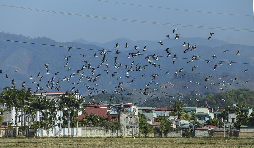 Đàn cò nhạn có số lượng lên đến hàng trăm con. Ảnh: (Phan Tuấn Anh/TTXVN)