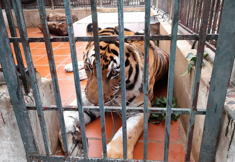 Ảnh minh họa. (Nguồn ảnh: Hùng Võ/Vietnam+)