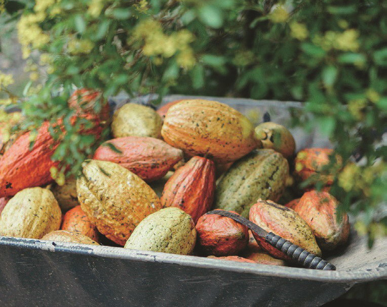 Thu hoạch trái cacao. (Nguồn: BNEWS)