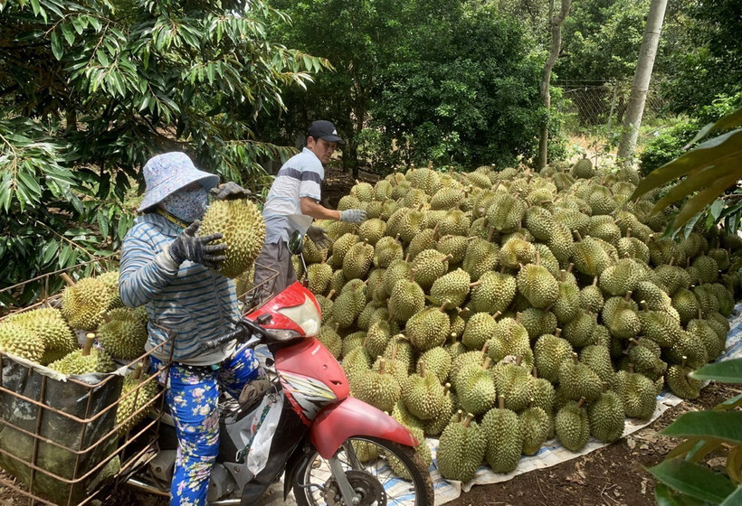 Thu hoạch sầu riêng sản xuất theo hướng hữu cơ. (Ảnh: Hồng Đạt/TTXVN)