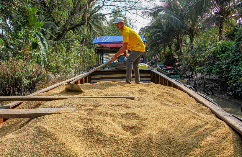 Lúa được chuyển xuống ghe để chở về nhà máy. (Ảnh: Thanh Liêm - TTXVN)