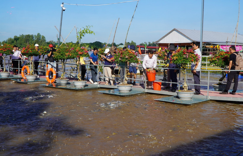Du khách tham quan và trải nghiệm cho cá ăn trên sông Tiền (thuộc phường An Thạnh, thành phố Hồng Ngự). (Ảnh: Nhựt An/TTXVN)