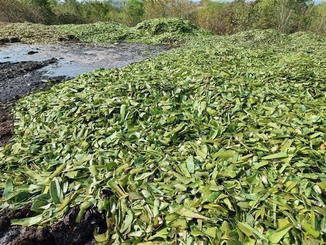 Vỏ nha đam tươi chất thành đống. (Ảnh: Nguyễn Thành/TTXVN)