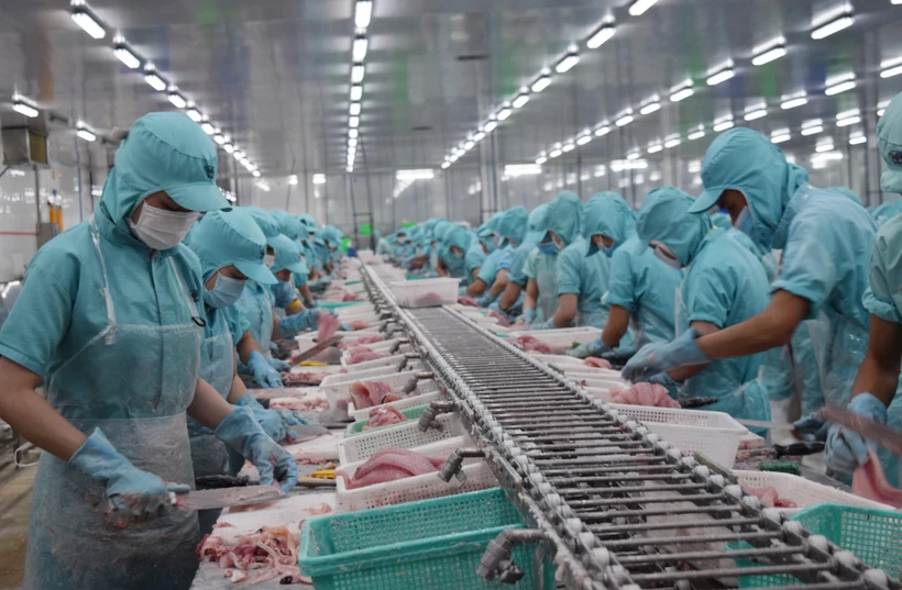 Chế biến cá tra xuất khẩu tại Công ty Công nghiệp Thủy sản Miền Nam. (Ảnh: TTXVN)