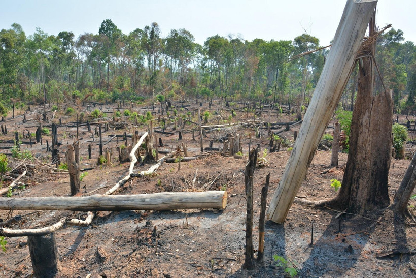 Khu vực rừng bị lấn chiếm. (Ảnh: Hồng Điệp/TTXVN)