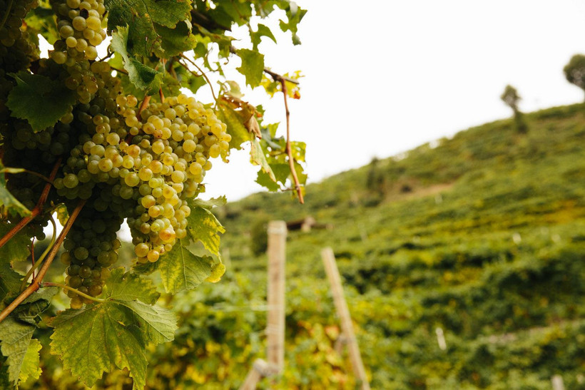 Vùng đồi nho Prosecco. (Nguồn: lecolture.com)