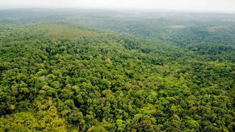 Một cánh rừng tự nhiên tại Đắk Nông. (Ảnh: Hưng Thịnh/Vietnam+)