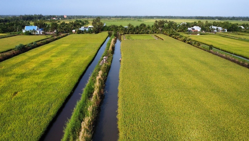 Thắng lợi kép từ vụ lúa-tôm, nông dân Kiên Giang phấn khởi