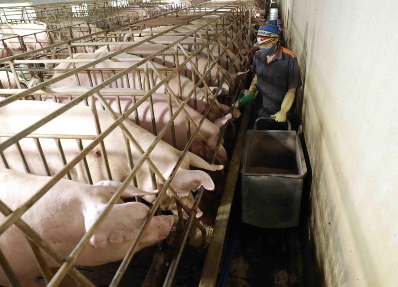 Hà Nội đã triển khai nhiều chính sách, giải pháp hỗ trợ giảm nghèo hiệu quả. (Ảnh: Vũ Sinh/TTXVN)